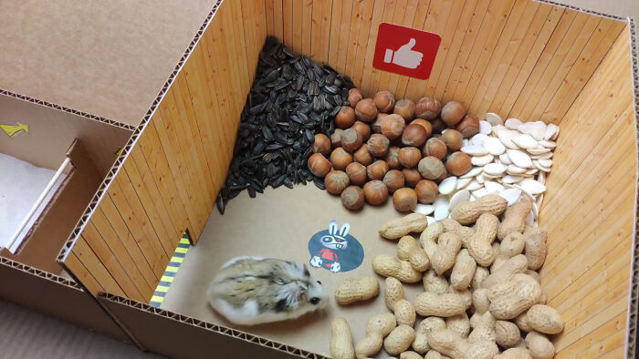 Person Shows Their Hamster Escaping A Prison In Amazing Obstacle Course Video, Captures The Hearts Of 55 Million People Person Shows Their Hamster Escaping A Prison In Amazing Obstacle Course Video, Captures The Hearts Of 55 Million People