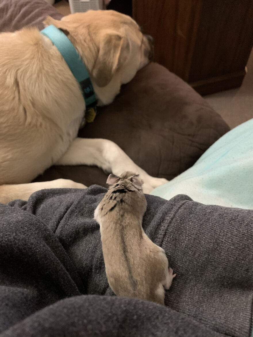 Grif, The Chinese Dwarf Hamster And Sasha.