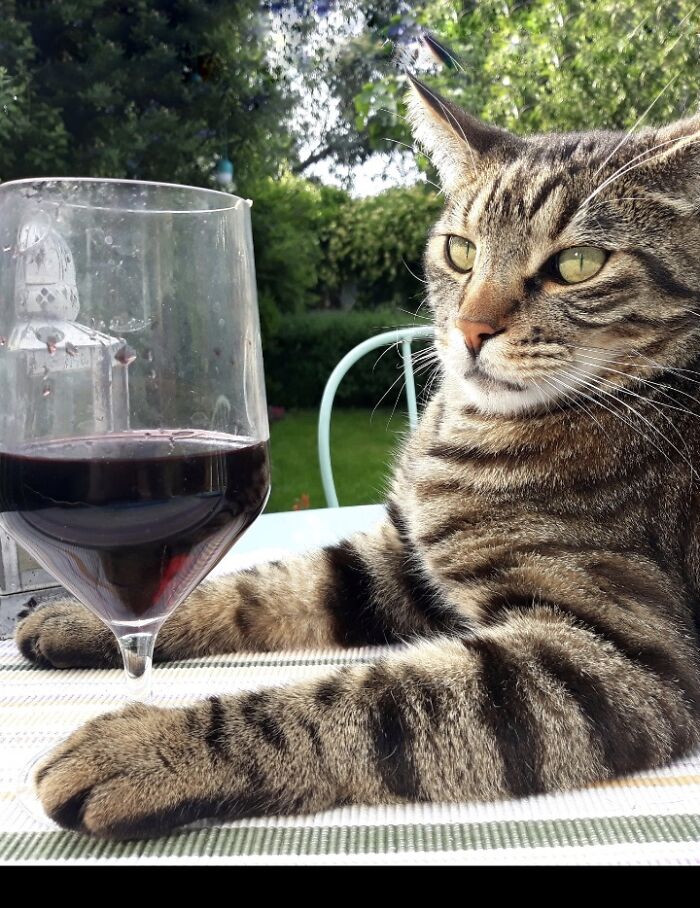 Alfie Is My Best Companion And Love To Hang Out In The Garden With Me