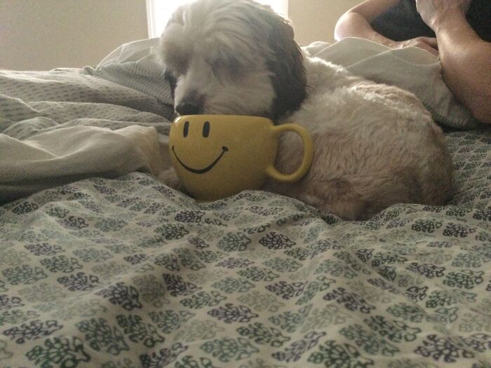Poppy Loves To Take Her Coffee ( Water Actually) In Bed Every Morning.