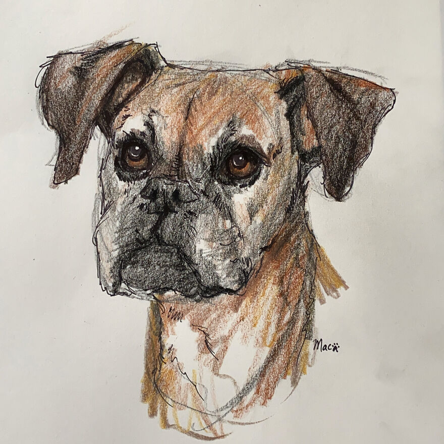Pet Portraits For Charity