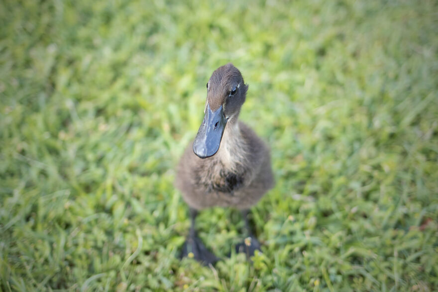 Lemony As A Duckling