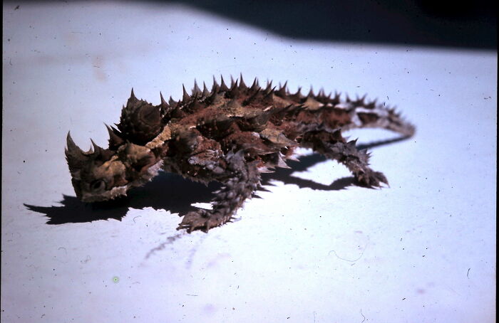 Herbie The Thorny Devil [ Harmless Australian Lizard ]