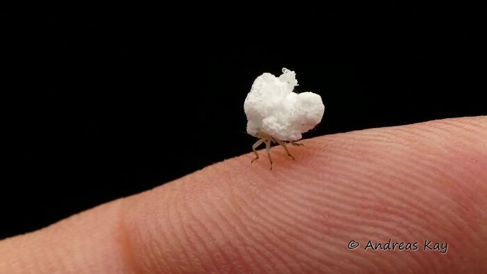 Photographer Happens Across A Bug That Looks Like A Piece Of Popcorn With Tiny Legs Photographer Happens Across A Bug That Looks Like A Piece Of Popcorn With Tiny Legs