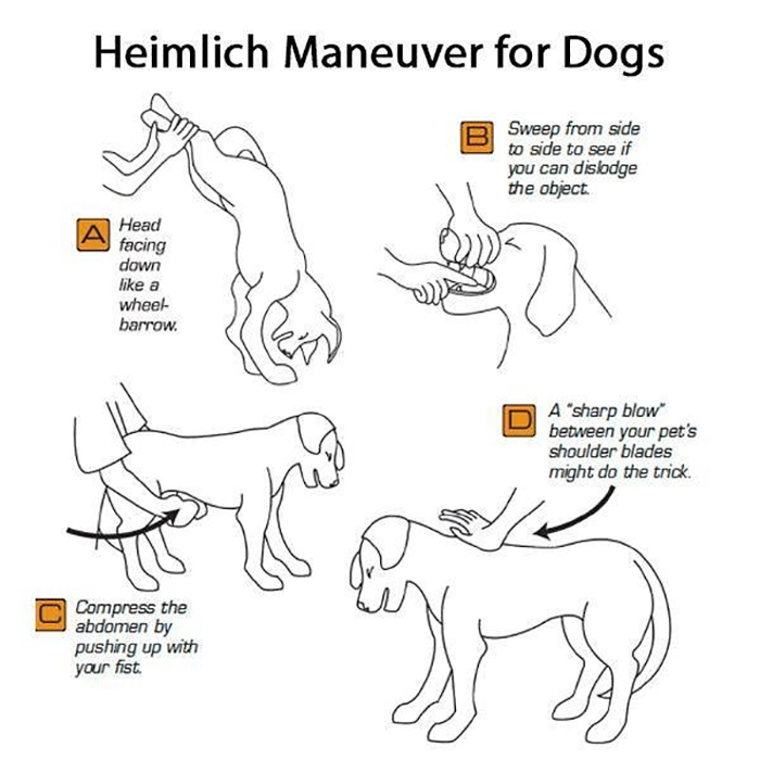 How To Save A Choking Dog