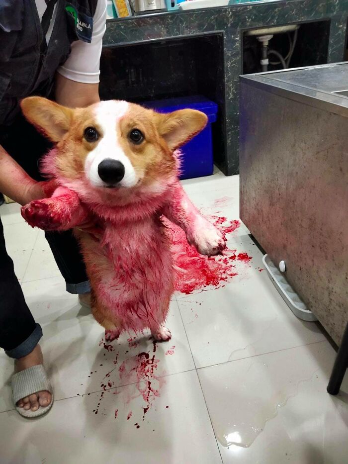 Corgi Gives His Owners And The Entire Internet A Mini Heart Attack After He Rolls Around In Red Syrup And Rests In The Mess Corgi Gives His Owners And The Entire Internet A Mini Heart Attack After He Rolls Around In Red Syrup And Rests In The Mess