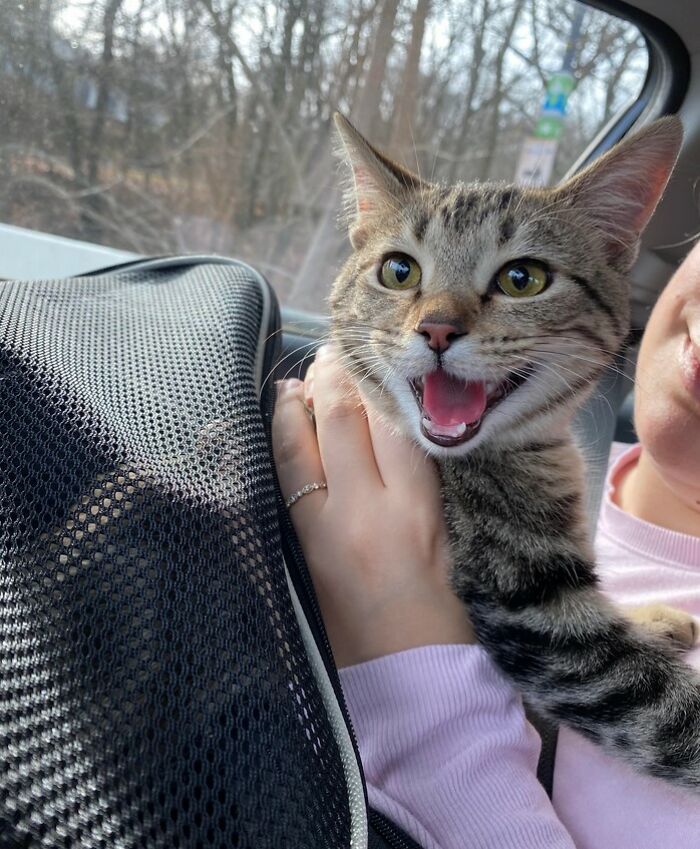 I’m Cece! I Just Got Adopted Today