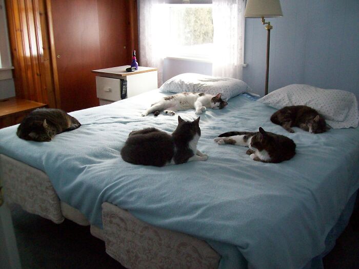 No Room On The Bed--They All Came As Fosters, And None Of Them Ever Left. They Lived With Us Forever.