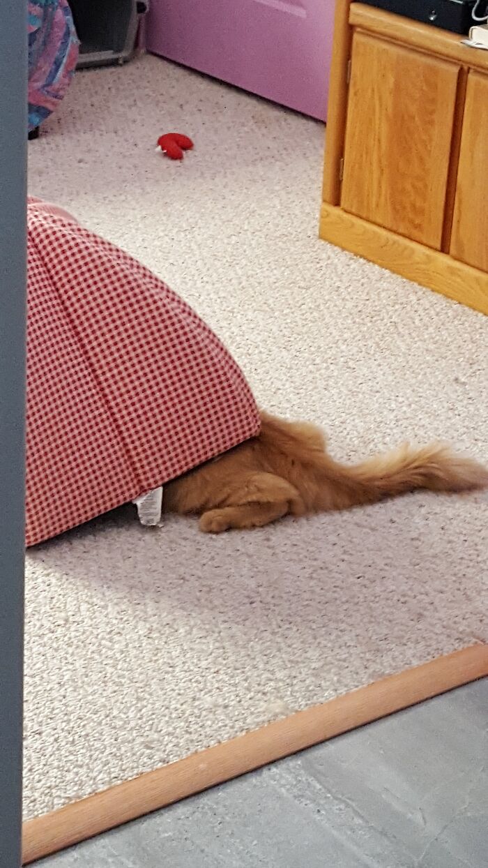 Lieto Trying To Figure Out The Cat-House And Failed