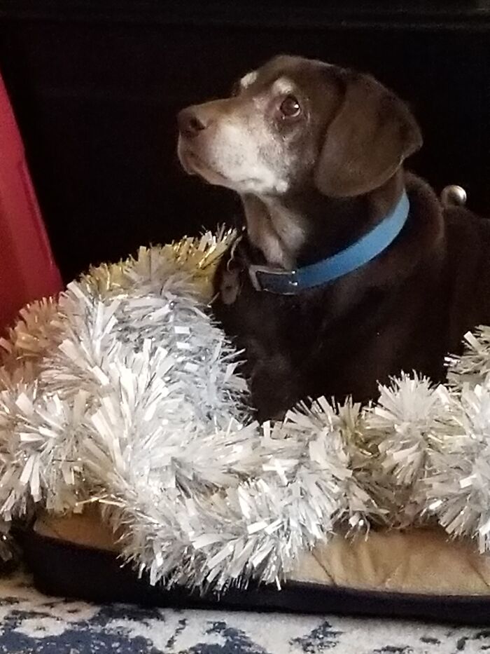 Our Boy Tucker....waiting For Us At The Rainbow Bridge