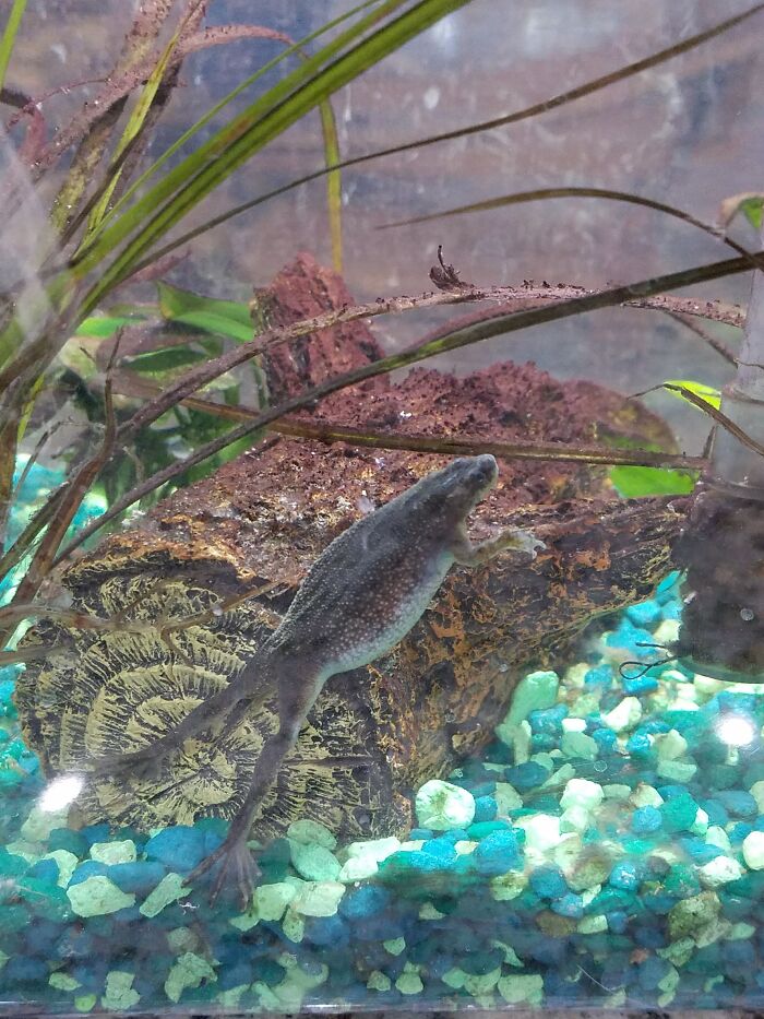 Not That Exotic, But I Love My Little Froggie Friends