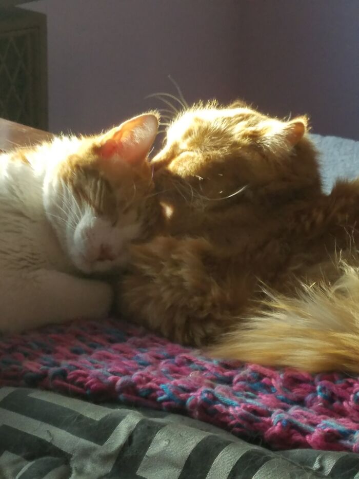 Oliver And Lieto - My Two Feral Boys. Won't Let Me Near Them, But Won't Leave Each Other