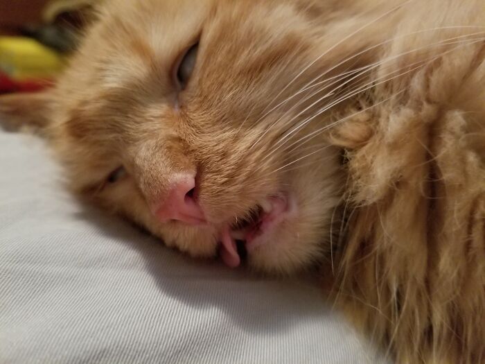 My Mom's Cat, Annie (After Annie The Musical). She's The Sweetest Derp.