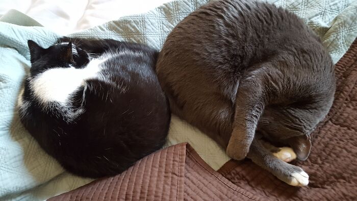 Yin And Yang: Napping