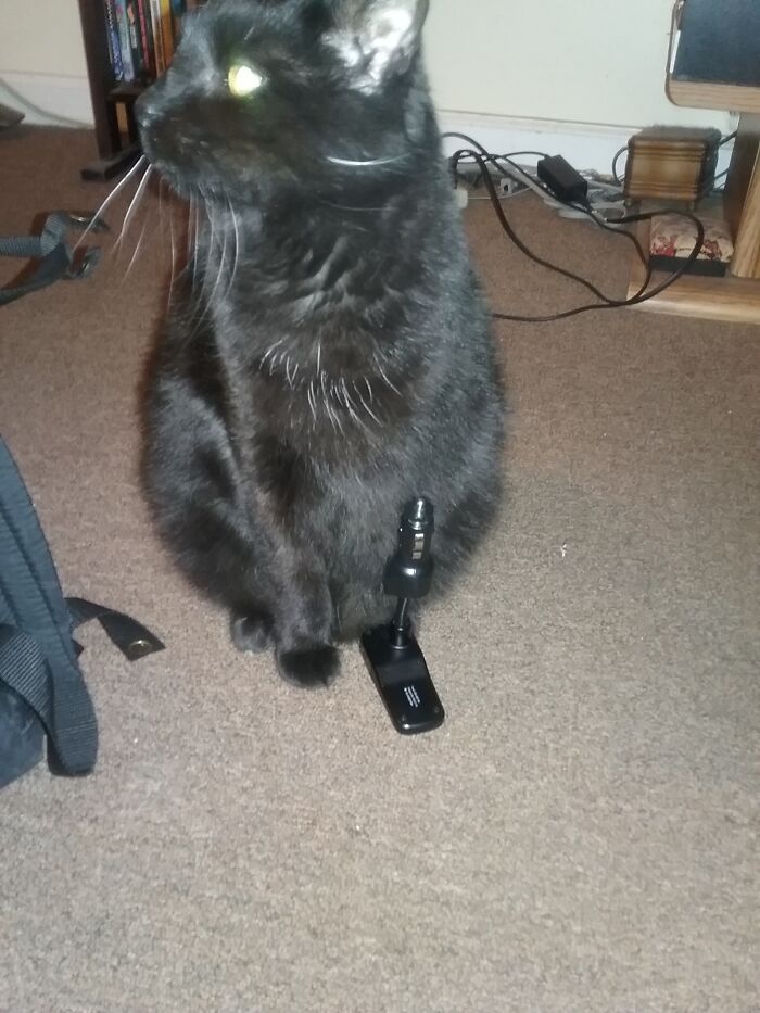 I Got Scarface A Bionic Front Leg..he's Been An Amputee Since He Was 2. He Is Now 13