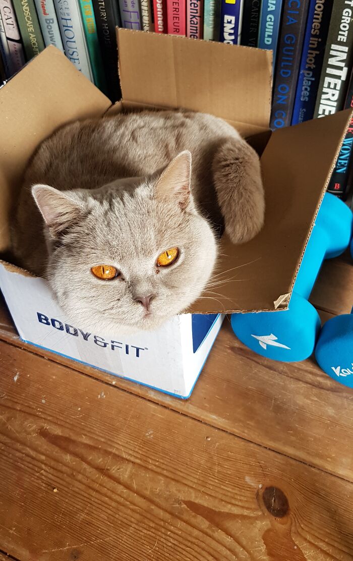 Saffy Doing Indoor Fitness.