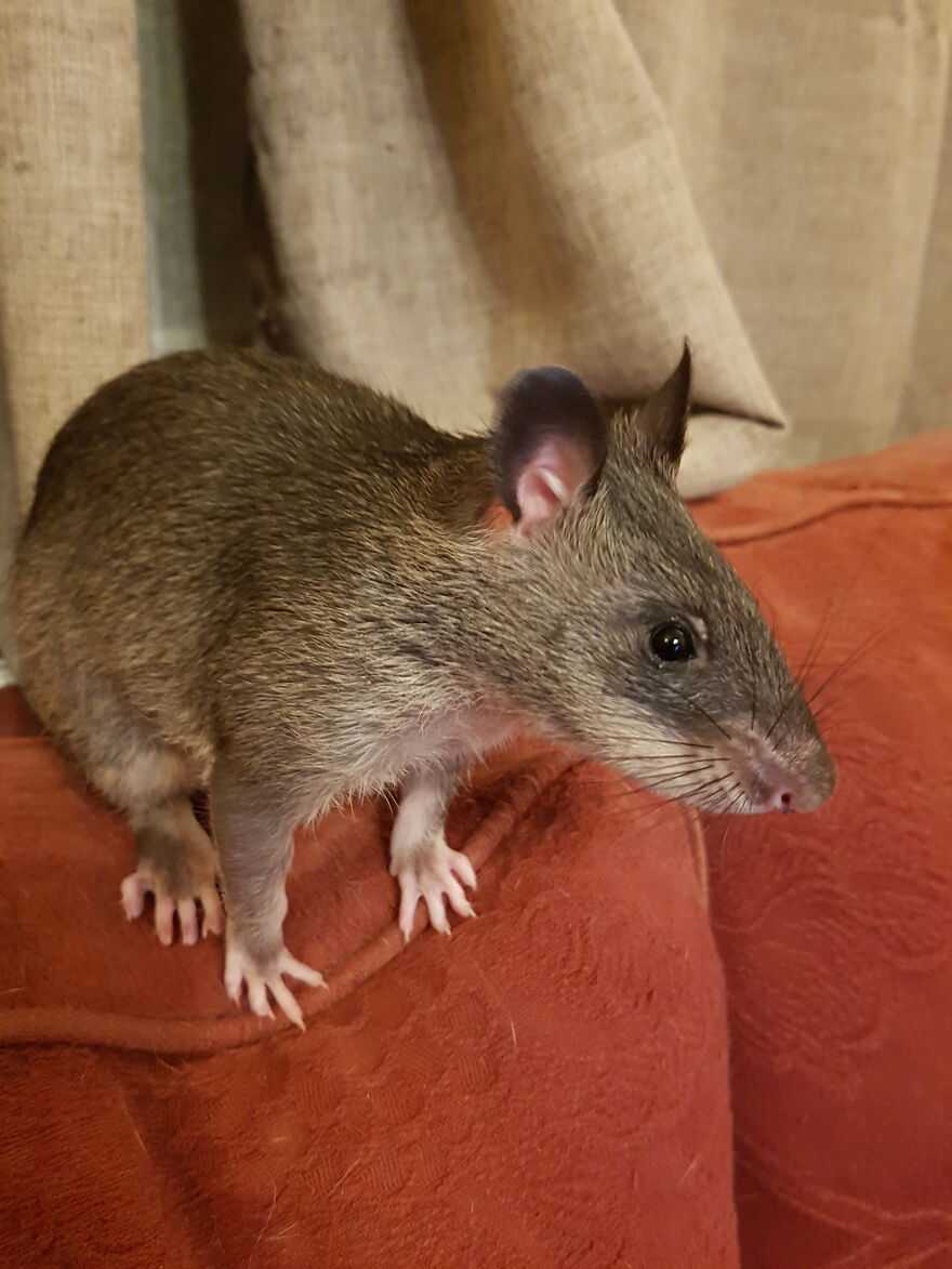 My Gambian Pouched Rat, Floki, When He Was A Baby. He's Now The Size Of A Small Cat
