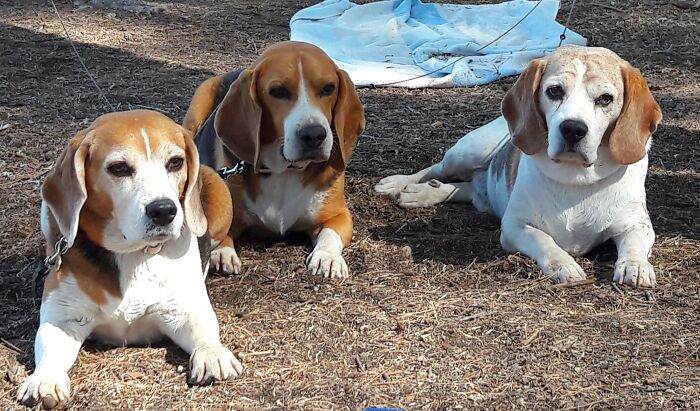 Our Three Beagles Taken A Couple Of Years Ago. Sophie, Rafa And Benni. Rafa Passed Away In October And We Miss Him So Much.