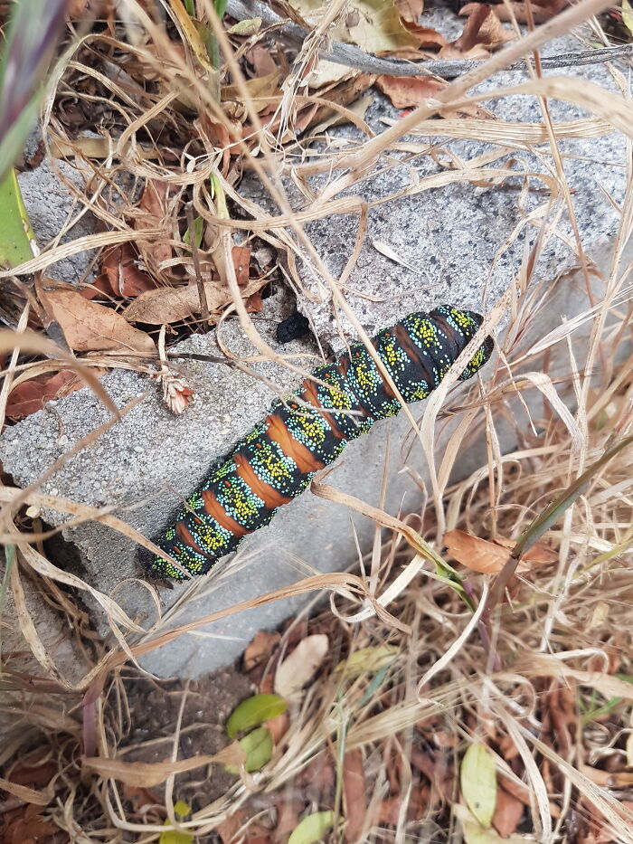 A Large 10cm Worm. I Took This Photo On The West Coast Of South Africa.