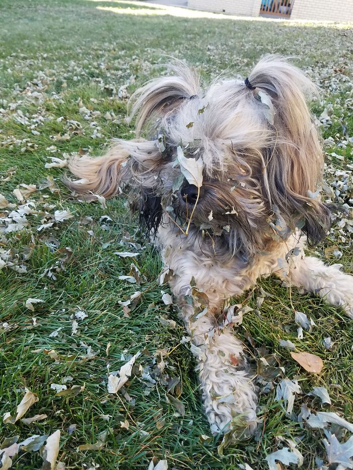 No Need For A Rake...