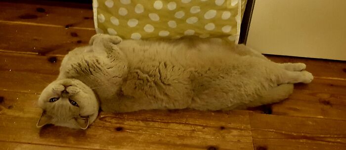 Saffy's "This Is How I Deal With The Lockdown" Position.