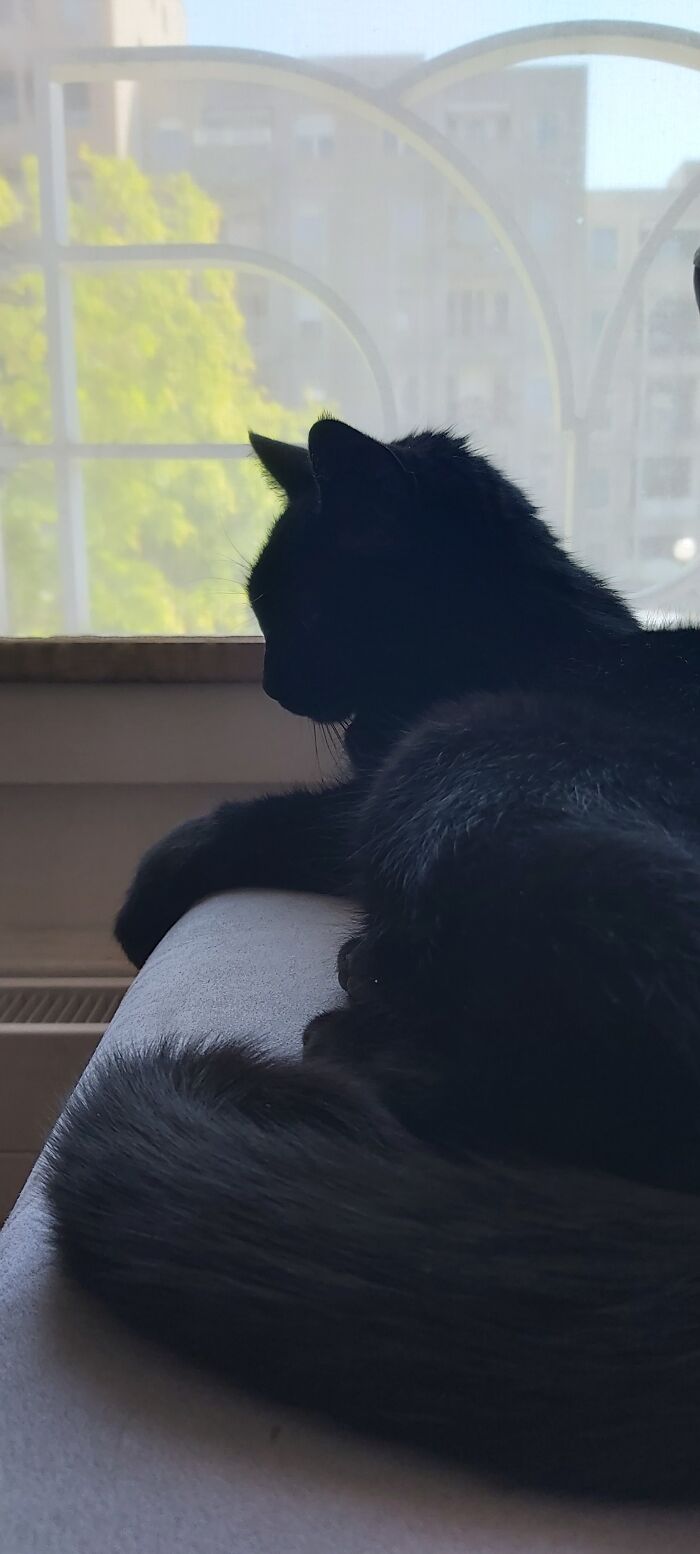 Baghera From Switzerland