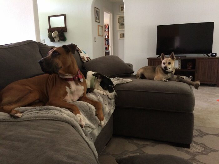 Tino (Big Brown Boy), Leela (Black And White Girl), And Murphy (Little Tan Boy With The Big Chew Bone). My Rescue Mutts And My Hearts.