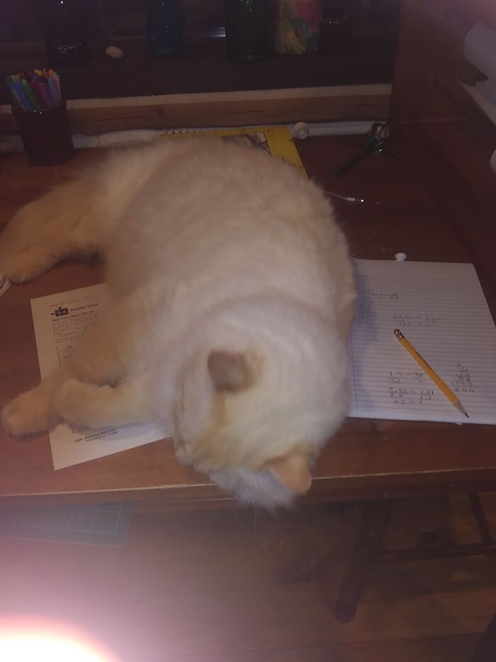 Penrose Enjoys Sleeping, It Doesn't Matter Where.