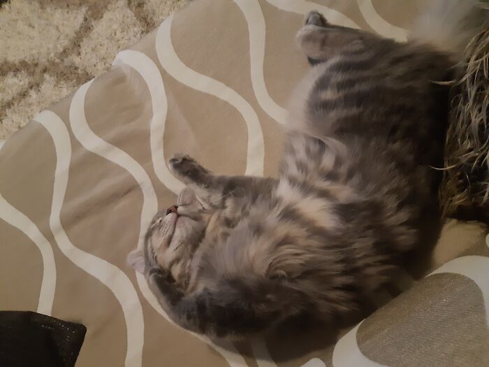 Isn't He Smiling? "Pet Me Hooman"