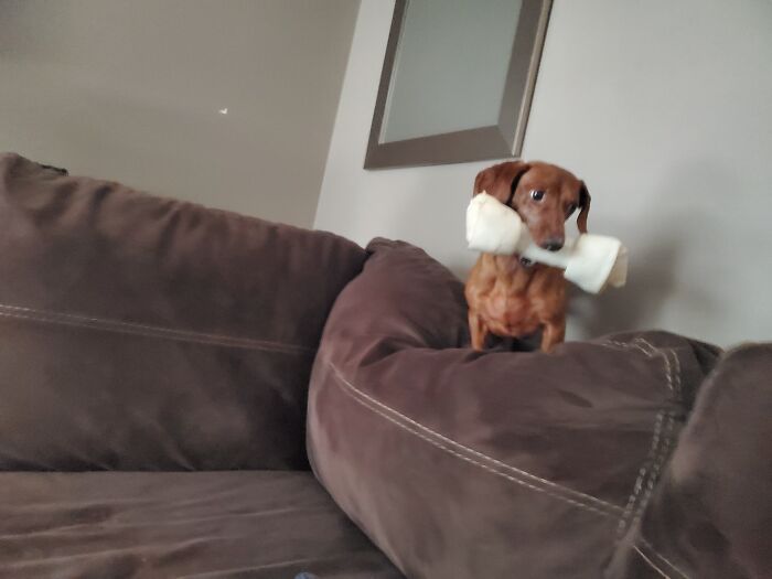 Little Dachshund With A Big Bone