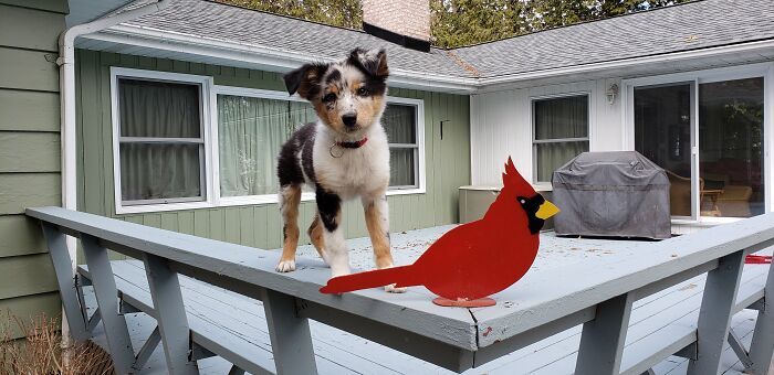 My New Best Friend, Finley.