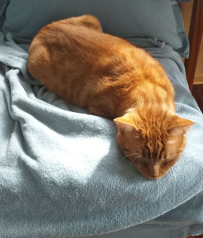 The Murmur Is Exhausted From Being Cute.