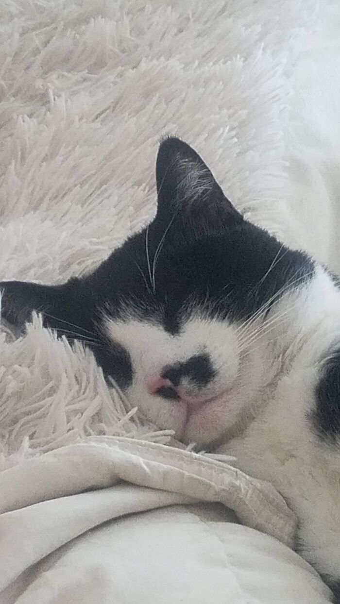 Stray Cat Who Found A Home With Me. His Name Was Stinky Because When I Found Him He Had A Harness Embedded In His Skin And He Smelled Awful. I Never Found His Previous Owners And He Had Obviously Been Missing Quite A While. Stinky Sadly Passed Away Last Year.