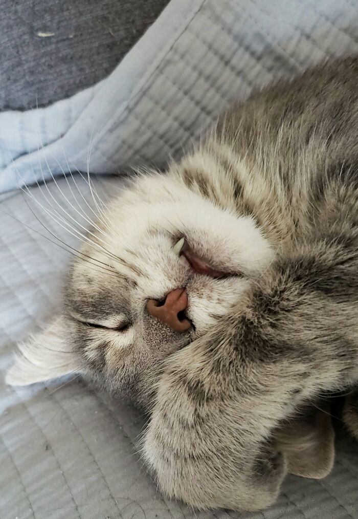 Gandalf My Grey Rescue.