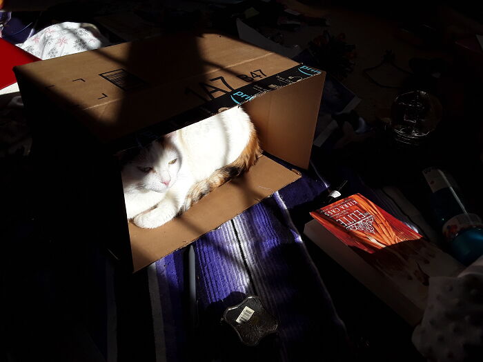 Here's My Cat Now. Apologize For The Messy Room.