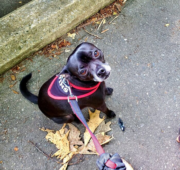 Waiting On Momma, Like A Good Boi So We Can Run!