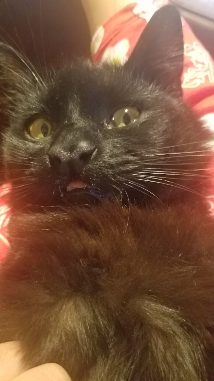 Tiny Blep