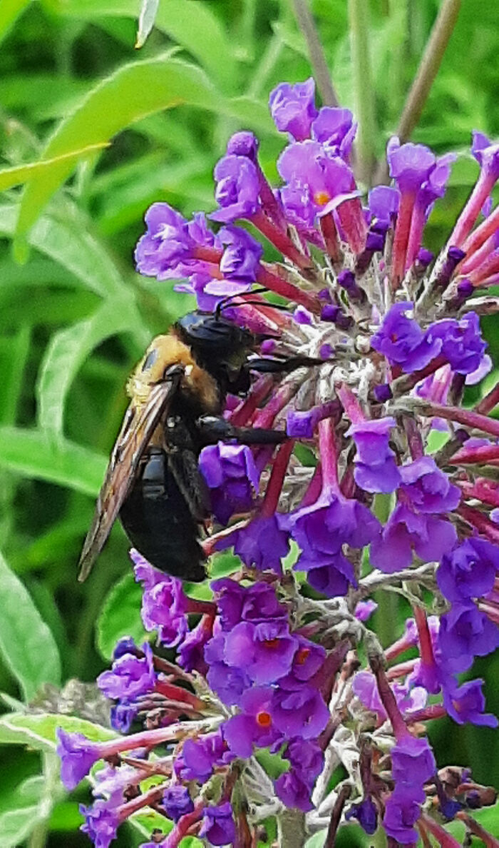 Bee-Utiful Flower!