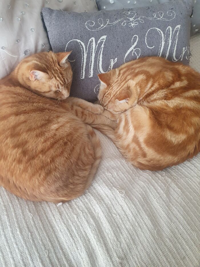 My Two Wild Cats( Brother And Sister) Which Have Grown Up Not So Wild And More Loving And Fat. My Babies!!