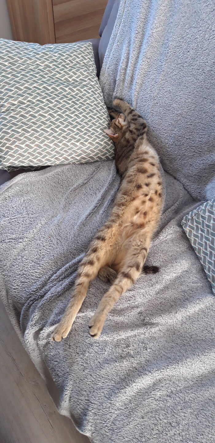 Think My Cat Is Broken