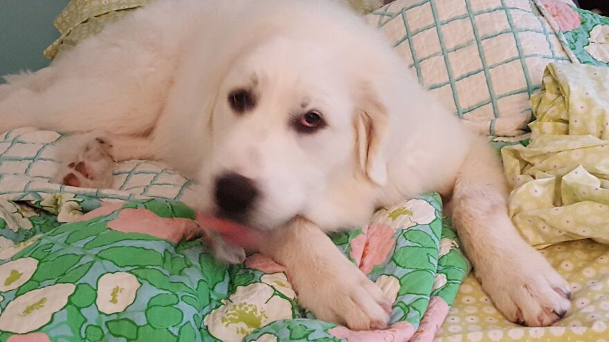 These Are Some Of The Lots Of Images I Have Of My Little (I Mean Big) Floofer.