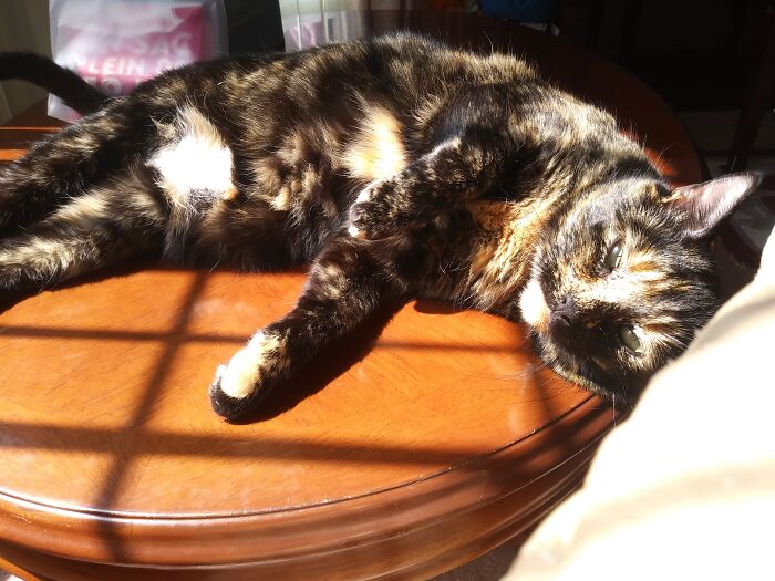 Lola Enjoying The Sun