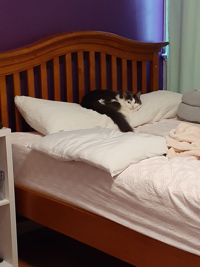 He Is The Weirdest Cat Ever