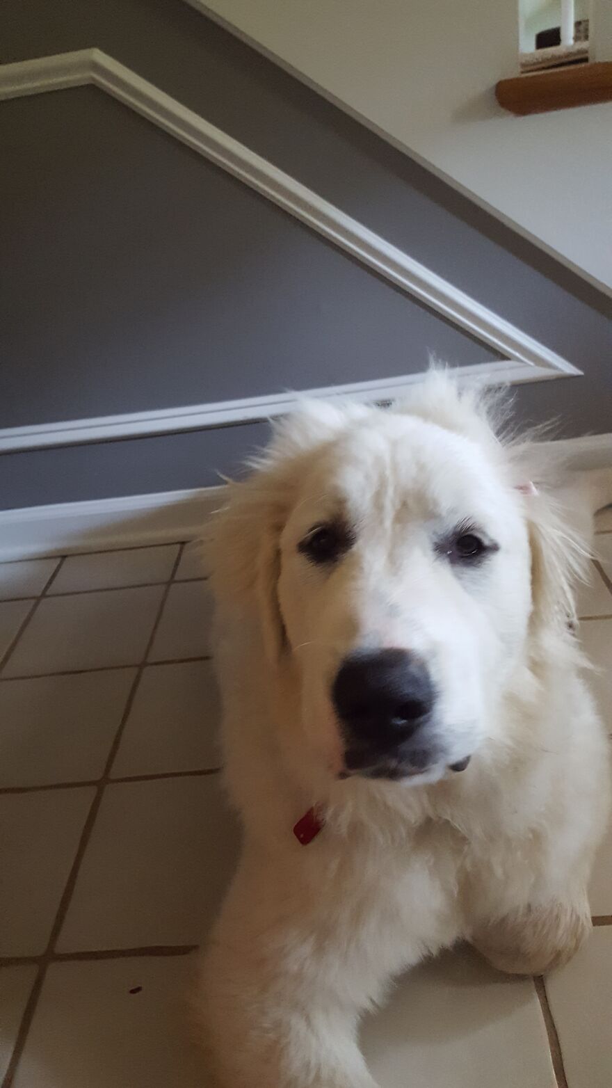 These Are Some Of The Lots Of Images I Have Of My Little (I Mean Big) Floofer.