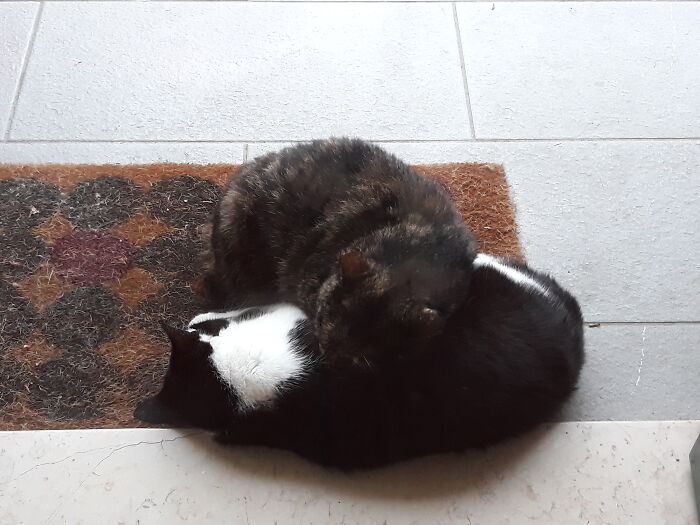 Schuldie And Cuffia. They Love Each Other Dearly.