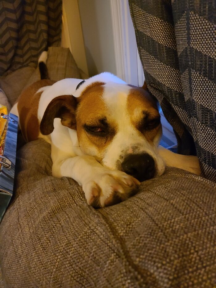 My 65 Pound Boxer Mix. His Favorite Spot To Sleep Is On The Back Of The Couch.