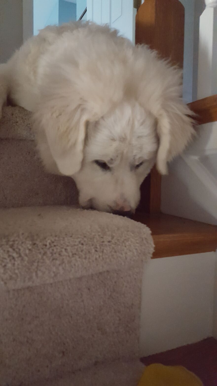 These Are Some Of The Lots Of Images I Have Of My Little (I Mean Big) Floofer.