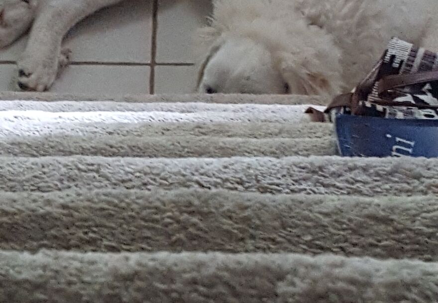 These Are Some Of The Lots Of Images I Have Of My Little (I Mean Big) Floofer.