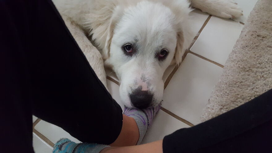 These Are Some Of The Lots Of Images I Have Of My Little (I Mean Big) Floofer. These Are Some Of The Lots Of Images I Have Of My Little (I Mean Big) Floofer.