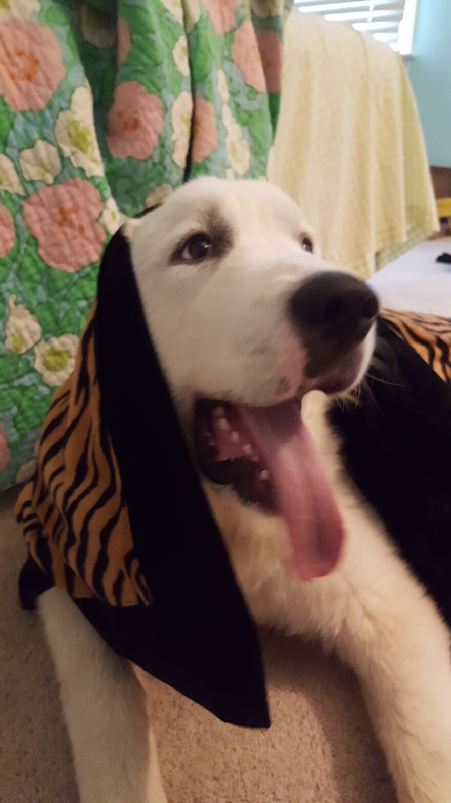 These Are Some Of The Lots Of Images I Have Of My Little (I Mean Big) Floofer.